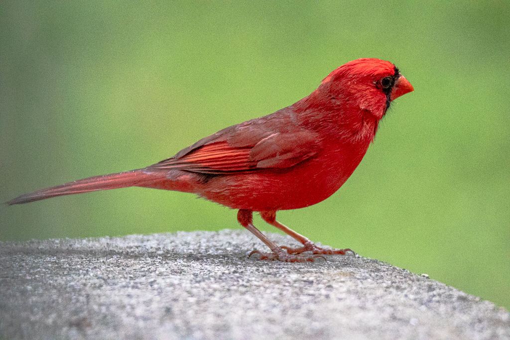 Backyard Birds NH-1974.jpg
